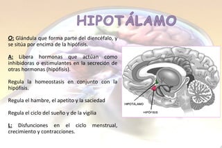 O :  Glándula  que forma parte del  diencéfalo , y se sitúa por  encima de la hipófisis. A:   Libera hormonas que actúan como inhibidoras o estimulantes en la secreción de otras hormonas  (hipófisis). Regula la  homeostasis  en conjunto con la hipófisis. R egula el hambre, el apetito  y la saciedad R egula el ciclo del  sueño  y de la  vigilia L:  Disfunciones en el ciclo menstrual, crecimiento y contracciones. 