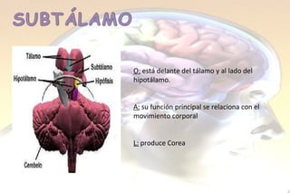 O:   está delante del tálamo y al lado del hipotálamo. A:   su función principal se relaciona con el movimiento corporal L:   produce Corea 