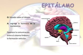 O:  Si tuada sobre el  tálamo. A:  segrega la hormona de la melatonina. Favorece la comunicación  entre el sistema límbico y  la formación reticular.  