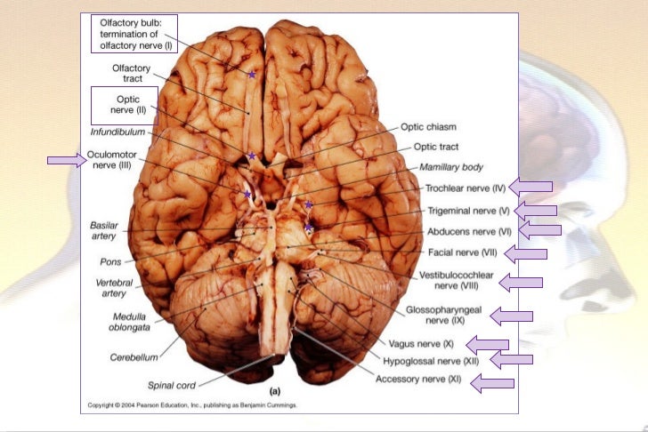 anatomia del cerebro anatomia del cerebro
