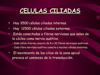 CELULAS CILIADAS Hay 3500 células ciliadas internas. Hay  12500 células ciliadas externas. Están conectadas a fibras nerviosas que salen de la cóclea como nervio auditivo. -  Cada célula interna conecta de 8 a 30 fibras nerviosas auditivas. - Cada fibra nerviosa auditiva conecta a muchas células externas. El movimiento de los cilios de la zona apical provoca el comienzo de la transducción. 