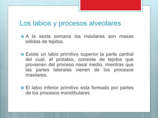 Los labios y procesos alveolares
 A la sexta semana los maxilares son masas
sólidas de tejidos.
 Existe un labio primitivo superior la parte central
del cual, el prolabio, consiste de tejidos que
provienen del proceso nasal medio, mientras que
las partes laterales vienen de los procesos
maxilares.
 El labio inferior primitivo esta formado por partes
de los procesos mandibulares.
 
