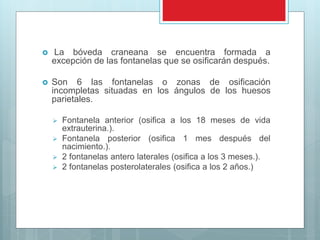  La bóveda craneana se encuentra formada a
excepción de las fontanelas que se osificarán después.
 Son 6 las fontanelas o zonas de osificación
incompletas situadas en los ángulos de los huesos
parietales.
 Fontanela anterior (osifica a los 18 meses de vida
extrauterina.).
 Fontanela posterior (osifica 1 mes después del
nacimiento.).
 2 fontanelas antero laterales (osifica a los 3 meses.).
 2 fontanelas posterolaterales (osifica a los 2 años.)
 