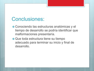 Conclusiones:
 Conociendo las estructuras anatómicas y el
tiempo de desarrollo se podría identificar que
malformaciones presentaría.
 Que toda estructura tiene su tiempo
adecuado para terminar su inicio y final de
desarrollo.
 