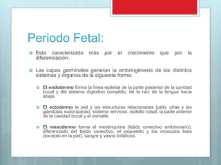 Periodo Fetal:
 Esta caracterizado más por el crecimiento que por la
diferenciación.
 Las capas germinales generan la embriogénesis de los distintos
sistemas y órganos de la siguiente forma:
 El endodermo forma la línea epitelial de la parte posterior de la cavidad
bucal y del sistema digestivo completo, de la raíz de la lengua hacia
abajo.
 El ectodermo la piel y las estructuras relacionadas (pelo, uñas y las
glándulas sudoríparas), sistema nervioso, epitelio nasal, la parte anterior
de la cavidad bucal y el esmalte.
 El mesodermo forma el mesénquima (tejido conectivo embrionario),
diferenciado del tejido conectivo, el esqueleto y los músculos lisos
(excepto en la piel), sangre y vasos linfáticos.
 