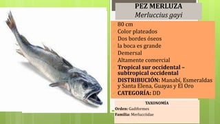 Color Merluza PECES ÓSEOS DEL ECUADOR | PPTX