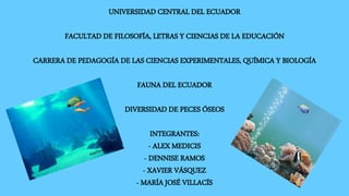 UNIVERSIDAD CENTRAL DEL ECUADOR
FACULTAD DE FILOSOFÍA, LETRAS Y CIENCIAS DE LA EDUCACIÓN
CARRERA DE PEDAGOGÍA DE LAS CIENCIAS EXPERIMENTALES, QUÍMICA Y BIOLOGÍA
FAUNA DEL ECUADOR
DIVERSIDAD DE PECES ÓSEOS
INTEGRANTES:
- ALEX MEDICIS
- DENNISE RAMOS
- XAVIER VÁSQUEZ
- MARÍA JOSÉ VILLACÍS
 