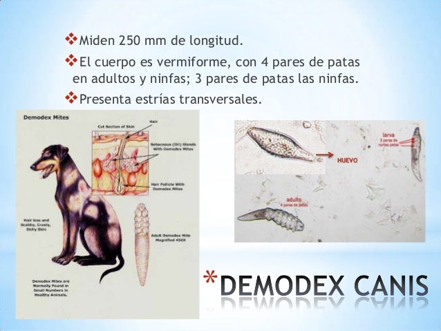 Семейство. Syringophilidae.