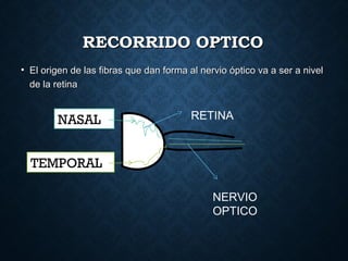 RECORRIDO OPTICORECORRIDO OPTICO
• El origen de las fibras que dan forma al nervio óptico va a ser a nivelEl origen de las fibras que dan forma al nervio óptico va a ser a nivel
de la retinade la retina
RETINA
NERVIO
OPTICO
NASAL
TEMPORAL
 