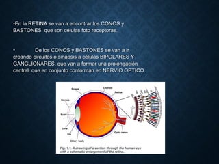•En la RETINA se van a encontrar los CONOS yEn la RETINA se van a encontrar los CONOS y
BASTONES que son células foto receptoras.BASTONES que son células foto receptoras.
• De los CONOS y BASTONES se van a irDe los CONOS y BASTONES se van a ir
creando circuitos o sinapsis a células BIPOLARES Ycreando circuitos o sinapsis a células BIPOLARES Y
GANGLIONARES, que van a formar una prolongaciónGANGLIONARES, que van a formar una prolongación
central que en conjunto conforman en NERVIO OPTICOcentral que en conjunto conforman en NERVIO OPTICO
 