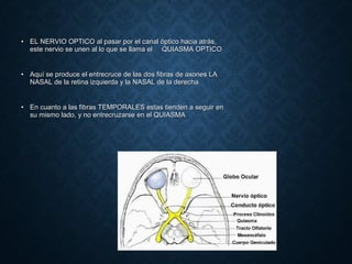 • EL NERVIO OPTICO al pasar por el canal óptico hacia atrás,EL NERVIO OPTICO al pasar por el canal óptico hacia atrás,
este nervio se unen al lo que se llama eleste nervio se unen al lo que se llama el QUIASMA OPTICOQUIASMA OPTICO
• Aquí se produce el entrecruce de las dos fibras de axones LAAquí se produce el entrecruce de las dos fibras de axones LA
NASAL de la retina izquierda y la NASAL de la derechaNASAL de la retina izquierda y la NASAL de la derecha
• En cuanto a las fibras TEMPORALES estas tienden a seguir enEn cuanto a las fibras TEMPORALES estas tienden a seguir en
su mismo lado, y no entrecruzarse en el QUIASMAsu mismo lado, y no entrecruzarse en el QUIASMA
 