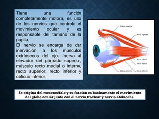 Tiene una función
completamente motora, es uno
de los nervios que controla el
movimiento ocular y es
responsable del tamaño de la
pupila.
El nervio se encarga de dar
inervación a los músculos
extrínsecos del ojo. Inerva al
elevador del párpado superior,
músculo recto medial o interno,
recto superior, recto inferior y
oblicuo inferior.
Se origina del mesencéfalo y su función es básicamente el movimiento
del globo ocular junto con el nervio troclear y nervio abducens.
 