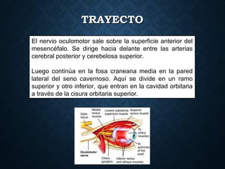 El nervio oculomotor sale sobre la superficie anterior del
mesencéfalo. Se dirige hacia delante entre las arterias
cerebral posterior y cerebelosa superior.
Luego continúa en la fosa craneana media en la pared
lateral del seno cavernoso. Aquí se divide en un ramo
superior y otro inferior, que entran en la cavidad orbitaria
a través de la cisura orbitaria superior.
TRAYECTOTRAYECTO
 