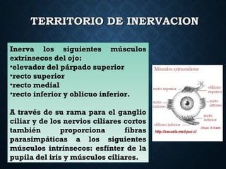 TERRITORIO DE INERVACIONTERRITORIO DE INERVACION
Inerva los siguientes músculos
extrínsecos del ojo:
•elevador del párpado superior
•recto superior
•recto medial
•recto inferior y oblicuo inferior.
A través de su rama para el ganglio
ciliar y de los nervios ciliares cortos
también proporciona fibras
parasimpáticas a los siguientes
músculos intrínsecos: esfínter de la
pupila del iris y músculos ciliares.
 