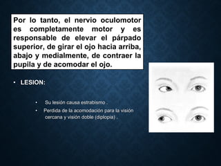 • LESION:LESION:
• Su lesión causa estrabismo .Su lesión causa estrabismo .
• Perdida de la acomodación para la visiónPerdida de la acomodación para la visión
cercana y visión doble (diplopia) .cercana y visión doble (diplopia) .
Por lo tanto, el nervio oculomotor
es completamente motor y es
responsable de elevar el párpado
superior, de girar el ojo hacia arriba,
abajo y medialmente, de contraer la
pupila y de acomodar el ojo.
 