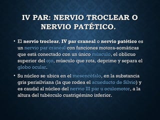 IV PAR: NERVIO TROCLEAR OIV PAR: NERVIO TROCLEAR O
NERVIO PATÉTICO.NERVIO PATÉTICO.
• ElEl nervio troclearnervio troclear,, IV par cranealIV par craneal oo nervio patéticonervio patético eses
unun nervionervio par cranealpar craneal con funciones motora-somáticascon funciones motora-somáticas
que está conectado con un únicoque está conectado con un único músculomúsculo, el oblicuo, el oblicuo
superior delsuperior del ojoojo, músculo que rota, deprime y separa el, músculo que rota, deprime y separa el
globo ocularglobo ocular..
• Su núcleo se ubica en elSu núcleo se ubica en el mesencéfalomesencéfalo, en la substancia, en la substancia
gris perisilviana (la que rodea elgris perisilviana (la que rodea el acueducto de Silvioacueducto de Silvio) y) y
es caudal al núcleo deles caudal al núcleo del nervio III par u oculomotornervio III par u oculomotor, a la, a la
altura del tubérculo cuatrigémino inferior.altura del tubérculo cuatrigémino inferior.
 