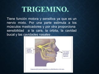 Tiene función motora y sensitiva ya que es un
nervio mixto. Por una parte estimula a los
músculos masticadores y por otra proporciona
sensibilidad a la cara, la orbita, la cavidad
bucal y las cavidades nasales .
 