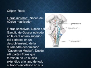 Origen Real:
Fibras motoras: Nacen del
núcleo masticador
Fibras sensitivas: Nacen del
Ganglio de Gasser ubicado
en la cara antero superior
del peñasco en un
desdoblamiento de la
duramadre denominado
“Cavum de Meckel”. Desde
allí parten fibras que
terminan en un núcleo
extendido a lo lago de todo
el tronco encefálico en sus
 