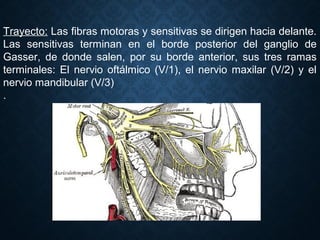 Trayecto: Las fibras motoras y sensitivas se dirigen hacia delante.
Las sensitivas terminan en el borde posterior del ganglio de
Gasser, de donde salen, por su borde anterior, sus tres ramas
terminales: El nervio oftálmico (V/1), el nervio maxilar (V/2) y el
nervio mandibular (V/3)
.
 