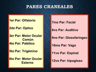 PARES CRANEALESPARES CRANEALES
1er Par: Olfatorio
2do Par: Optico
3er Par: Motor Ocular
Común
4to Par: Patético
5to Par: Trigémino
6to Par: Motor Ocular
Externo
7mo Par: Facial
8vo Par: Auditivo
9no Par: Glosofaringeo
10mo Par: Vago
11vo Par: Espinal
12vo Par: hipogloso
 