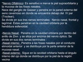 *Nervio Oftálmico: Es sensitivo e inerva la piel supraorbitaria y
la mucosa de las fosas nasales.
Nace del ganglio de Gasser y penetra en la pared externa del
seno cavernoso en donde se encuentra debajo del IV par
(Troclear).
Se divide en sus tres ramas terminales: Nervio nasal, frontal y
lagrimal. Éstas penetran en la cavidad orbitaria por la
hendidura esfenoidal.
-Nervio Nasal: Penetra en la cavidad orbitaria por dentro del
anillo de Zinn y se sitúa por encima del nervio óptico. Se
divide en sus dos ramas terminales :
-Nasal interno: Penetra a las fosas nasales por el conducto
etmoidal anterior y se distribuye por la parte anterior de la
mucosa nasal.
-Nasal externo: Sigue en la cavidad orbitaria hasta el ángulo
interno del ojo donde se distribuye por la piel de la región
vecina
 