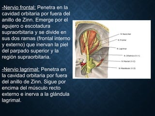 -Nervio frontal: Penetra en la
cavidad orbitaria por fuera del
anillo de Zinn. Emerge por el
agujero o escotadura
supraorbitaria y se divide en
sus dos ramas (frontal interno
y externo) que inervan la piel
del parpado superior y la
región supraorbitaria.
-Nervio lagrimal: Penetra en
la cavidad orbitaria por fuera
del anillo de Zinn. Sigue por
encima del músculo recto
externo e inerva a la glándula
lagrimal.
 