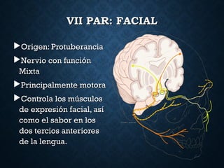 VII PAR: FACIALVII PAR: FACIAL
Origen: ProtuberanciaOrigen: Protuberancia
Nervio con funciónNervio con función
MixtaMixta
Principalmente motoraPrincipalmente motora
Controla los músculosControla los músculos
de expresión facial, asíde expresión facial, así
como el sabor en loscomo el sabor en los
dos tercios anterioresdos tercios anteriores
de la lengua.de la lengua.
 