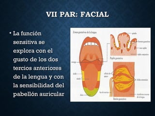 VII PAR: FACIALVII PAR: FACIAL
• La funciónLa función
sensitiva sesensitiva se
explora con elexplora con el
gusto de los dosgusto de los dos
tercios anteriorestercios anteriores
de la lengua y conde la lengua y con
la sensibilidad della sensibilidad del
pabellón auricularpabellón auricular
 