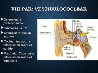 VIII PAR: VESTIBULOCOCLEARVIII PAR: VESTIBULOCOCLEAR
Origen en laOrigen en la
protuberanciaprotuberancia
Función SensitivaFunción Sensitiva
Equilibrio y funciónEquilibrio y función
auditivaauditiva
Coclear: transportaCoclear: transporta
información sobre elinformación sobre el
sonidosonido
Vestibular:TransportaVestibular:Transporta
información sobre elinformación sobre el
equilibrioequilibrio
 