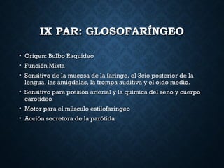 IX PAR: GLOSOFARÍNGEOIX PAR: GLOSOFARÍNGEO
• Origen: Bulbo RaquídeoOrigen: Bulbo Raquídeo
• Función MixtaFunción Mixta
• Sensitivo de la mucosa de la faringe, el 3cio posterior de laSensitivo de la mucosa de la faringe, el 3cio posterior de la
lengua, las amígdalas, la trompa auditiva y el oído medio.lengua, las amígdalas, la trompa auditiva y el oído medio.
• Sensitivo para presión arterial y la química del seno y cuerpoSensitivo para presión arterial y la química del seno y cuerpo
carotídeocarotídeo
• Motor para el músculo estilofaringeoMotor para el músculo estilofaringeo
• Acción secretora de la parótidaAcción secretora de la parótida
 