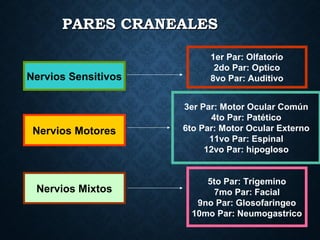 PARES CRANEALESPARES CRANEALES
Nervios Sensitivos
Nervios Motores
Nervios Mixtos
1er Par: Olfatorio
2do Par: Optico
8vo Par: Auditivo
3er Par: Motor Ocular Común
4to Par: Patético
6to Par: Motor Ocular Externo
11vo Par: Espinal
12vo Par: hipogloso
5to Par: Trigemino
7mo Par: Facial
9no Par: Glosofaringeo
10mo Par: Neumogastrico
 