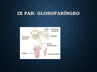 IX PAR: GLOSOFARÍNGEOIX PAR: GLOSOFARÍNGEO
 