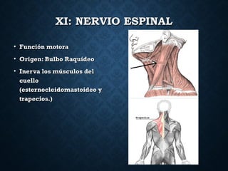 XI: NERVIO ESPINALXI: NERVIO ESPINAL
• Función motoraFunción motora
• Origen: Bulbo RaquídeoOrigen: Bulbo Raquídeo
• Inerva los músculos delInerva los músculos del
cuellocuello
(esternocleidomastoideo y(esternocleidomastoideo y
trapecios.)trapecios.)
 