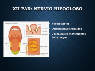XII PAR: NERVIO HIPOGLOSOXII PAR: NERVIO HIPOGLOSO
• Nervio MotorNervio Motor
• Origen; Bulbo raquídeoOrigen; Bulbo raquídeo
• Coordina los MovimientosCoordina los Movimientos
de la lenguade la lengua
 