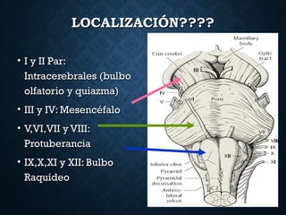 LOCALIZACIÓN????LOCALIZACIÓN????
• I y II Par:I y II Par:
Intracerebrales (bulboIntracerebrales (bulbo
olfatorio y quiazma)olfatorio y quiazma)
• III y IV: MesencéfaloIII y IV: Mesencéfalo
• V,VI,VII y VIII:V,VI,VII y VIII:
ProtuberanciaProtuberancia
• IX,X,XI y XII: BulboIX,X,XI y XII: Bulbo
RaquídeoRaquídeo
 