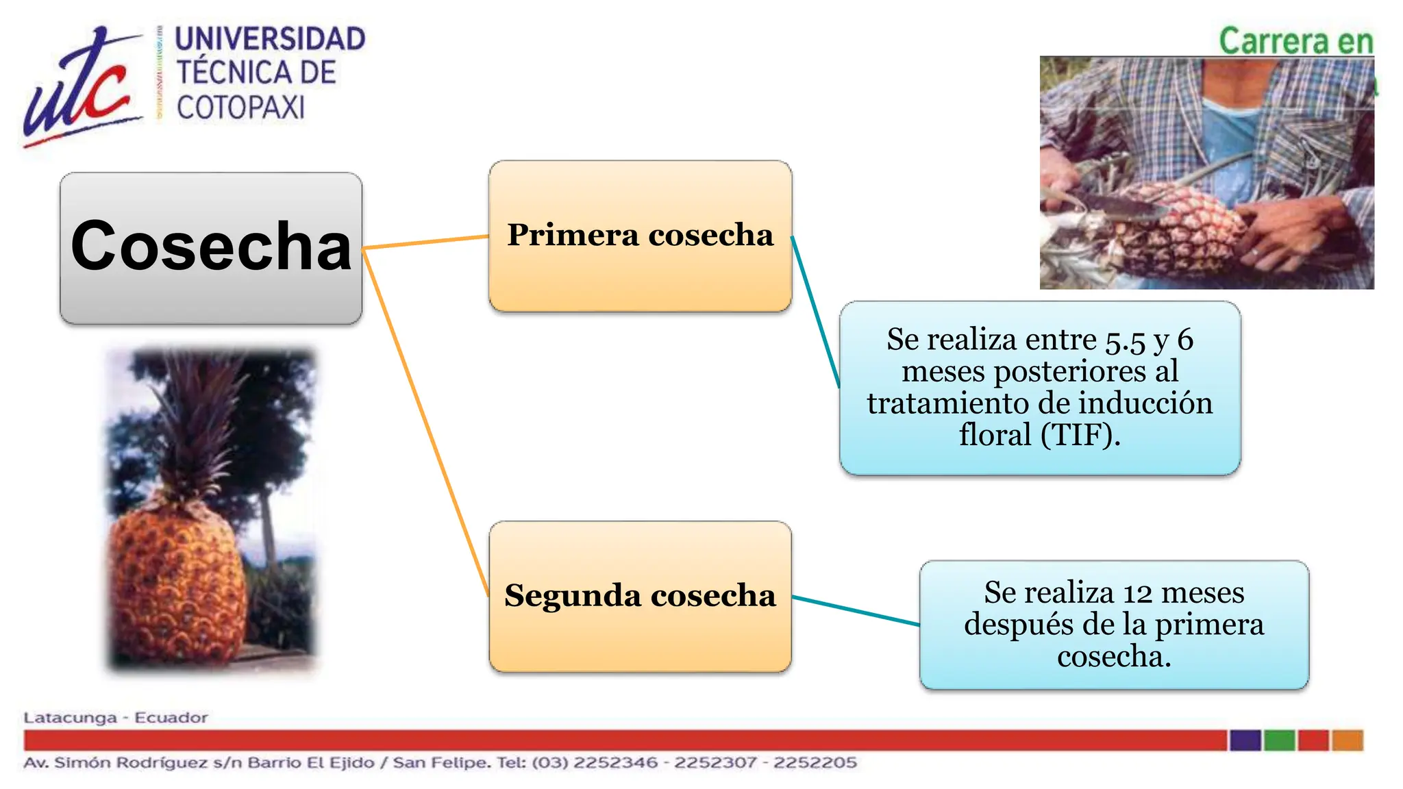 Ingeniería agronomica COSECHA Y POSCOSECHA PIÑA | PPTX | Agriculture ...