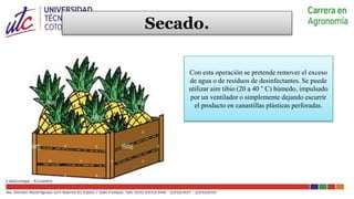 Ingeniería agronomica COSECHA Y POSCOSECHA PIÑA | PPTX