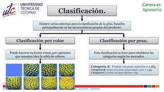 Ingeniería agronomica COSECHA Y POSCOSECHA PIÑA | PPTX
