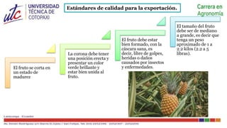 Ingeniería agronomica COSECHA Y POSCOSECHA PIÑA | PPTX