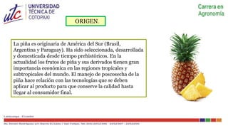 Ingeniería agronomica COSECHA Y POSCOSECHA PIÑA | PPTX