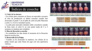 Ingeniería agronomica COSECHA Y POSCOSECHA PIÑA | PPTX