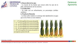 Ingeniería agronomica COSECHA Y POSCOSECHA PIÑA | PPTX
