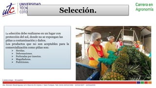 Ingeniería agronomica COSECHA Y POSCOSECHA PIÑA | PPTX