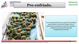 Ingeniería agronomica COSECHA Y POSCOSECHA PIÑA | PPTX