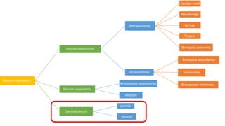 Sistema respiratorio
Porcion conductora
extrapulmonar
Cavidad nasal
Nasofaringe
Laringe
Traquea
Bronquios primarios
intrapulmonar
Bronquios secundarios
bronquiolos
Bronquiolos terminales
Porcion respiratoria
Bronquiolos respiratorios
alveolos
Cavidad pleural
parietal
visceral
 