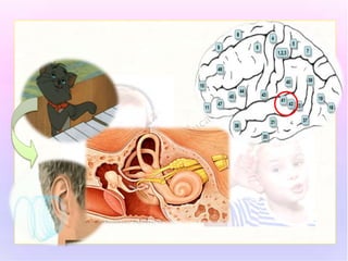 Sensacion y percepion auditiva