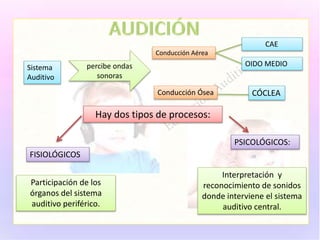 Sistema
Auditivo
percibe ondas
sonoras
Conducción Aérea
Conducción Ósea
CAE
CÓCLEA
Hay dos tipos de procesos:
FISIOLÓGICOS
PSICOLÓGICOS:
Participación de los
órganos del sistema
auditivo periférico.
Interpretación y
reconocimiento de sonidos
donde interviene el sistema
auditivo central.
OIDO MEDIO
 