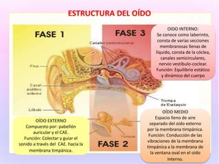 ESTRUCTURA DEL OÍDO
OÍDO EXTERNO
Compuesto por: pabellón
auricular y el CAE.
Función: Colectar y guiar el
sonido a través del CAE. hacia la
membrana timpánica.
OÍDO MEDIO
Espacio lleno de aire
separado del oído externo
por la membrana timpánica.
Función: Conducción de las
vibraciones de la membrana
timpánica a la membrana de
la ventana oval en el oído
interno.
OIDO INTERNO:
Se conoce como laberinto,
consta de varias secciones
membranosas llenas de
líquido, consta de la cóclea,
canales semicirculares,
nervio vestíbulo-coclear.
Función: Equilibrio estático
y dinámico del cuerpo
 