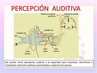 PERCEPCIÓN AUDITIVA
Se conoce como percepción auditiva a la capacidad para reconocer, discriminar e
interpretar estímulos auditivos asociándolos a experiencias previas.
 