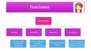 Funciones
Nervio Mixto
Motora
M. Expresión
facial y M
estapedial
Secretora
Para la glándula
lacrimal y
glándulas salivales
Sensorial
Gusto de 2/3 de la
lengua
Sensitiva
Para la zona de
Ramsay Hunt en el
pabellón auricular
 